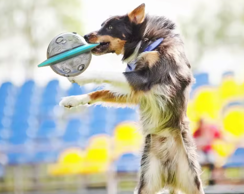 IQ Saucer Toy – Flying Disc Slow Feeder & Treat Puzzle